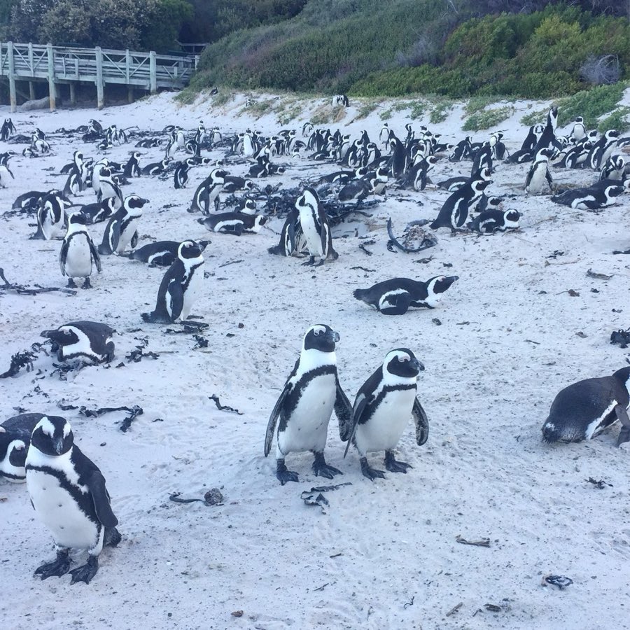 Simon S Town, South Africa